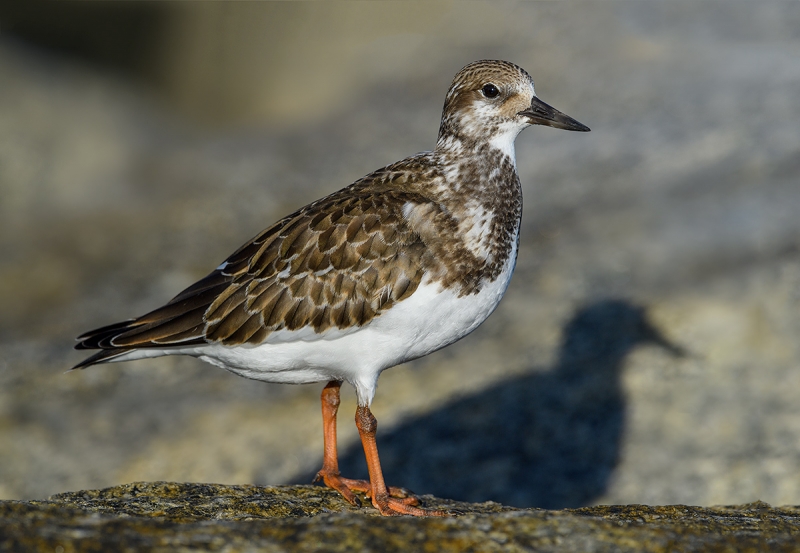 Ruddy-Turnstone-juvenile-LAYERS-_DSC6590Fort-DeSoto-Park,-Tierra-Verde,-FL