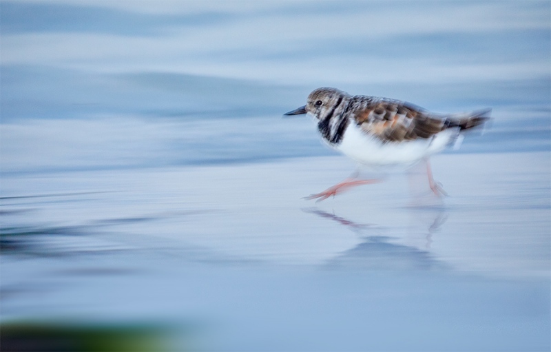 Ruddy-Turnstone-running-blur-_28A2300-Fort-DeSoto-County-Park-FL-1