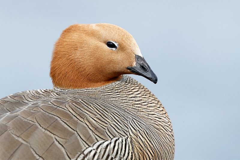 Ruddy-headed-Goose-flopped_A0I1236--Bleaker-I.,-Falklands