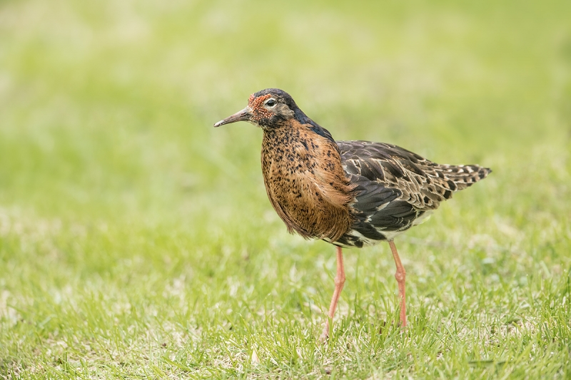 Ruff-_MAI3177-Vadso,-Norway