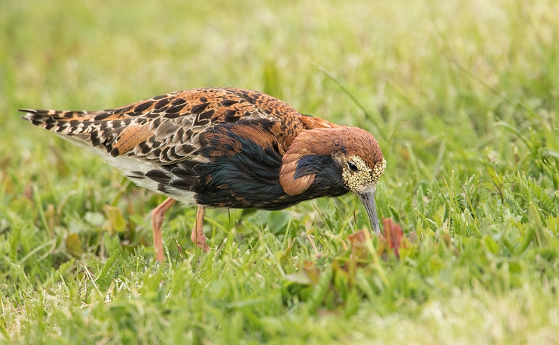 Ruff-feeding-_MAI3043-Vadso,-Norway