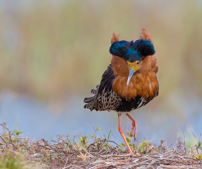 Ruff,-male-with-Napoleon-hat-_DSC3213-Kaamena-Findland-Edit