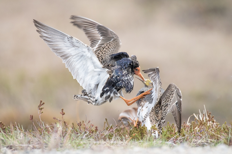 Ruff,-males-battling-ANITA-NORTH-photo-_DSC8678-Kaamena-Findland