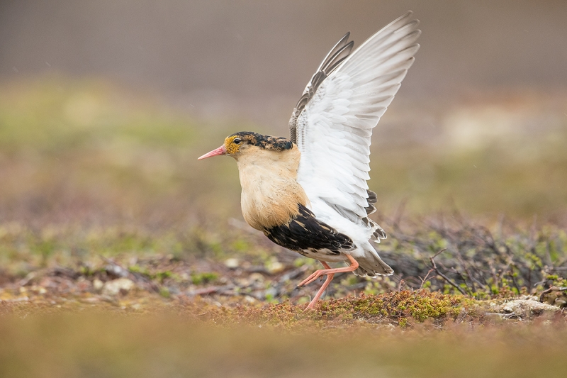 Ruff-with-wings-raised-_MAI2073-Komagvaer-Valley,-Norway