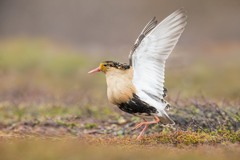 Ruff-with-wings-raised-&-clean-up-_MAI2073-Komagvaer-Valley,-Norway