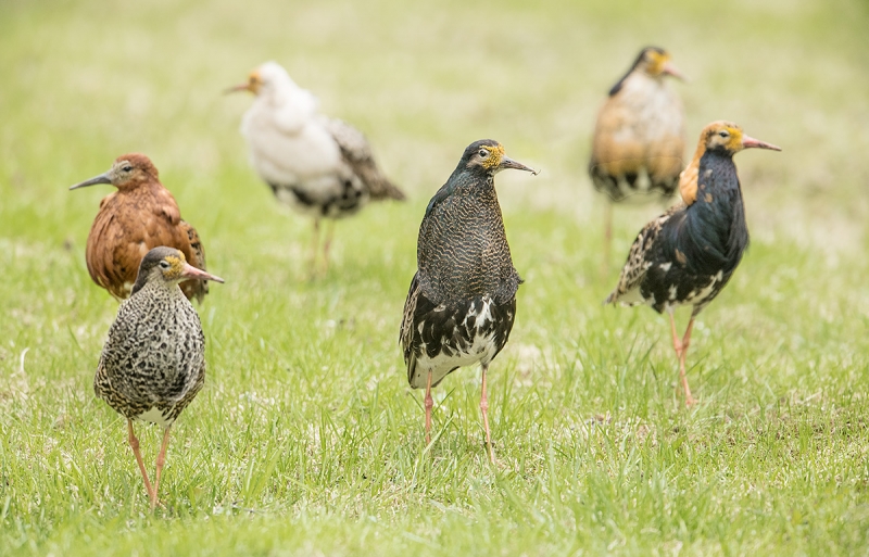 Ruffs-_MAI3185-Vadso,-Norway