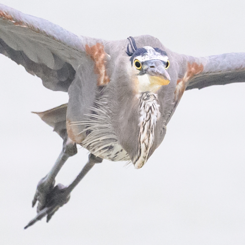 SQ-tight-crop-Great-Blue-Heron-in-flight-IS0-_DSC7824-Fort-DeSoto-Park,-FL