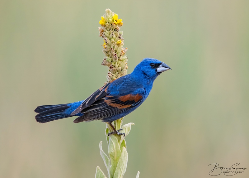 SUMP-blog-Blue-Grosbeak-HORIZONTAL-Brian-Sump_BMS5032-FORUM-SIG-SS45_.3-touch-final