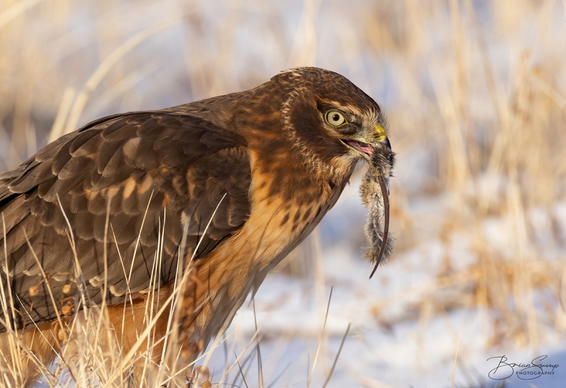 SUMP-blog-eating-Harrier-