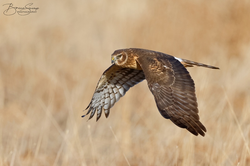 SUMP-blog-harrier-Northern-Harrier-female-wingsdown-field-1-Brian-Sump-BMS_5544-SIG-SS58-brushirish