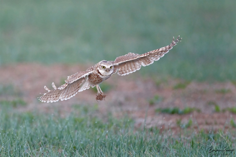 SUMP-blog-sigma-Burrowing-owl-flare-1-Brian-Sump-1800-SIG-FORUM-3-sharpenlarge-after
