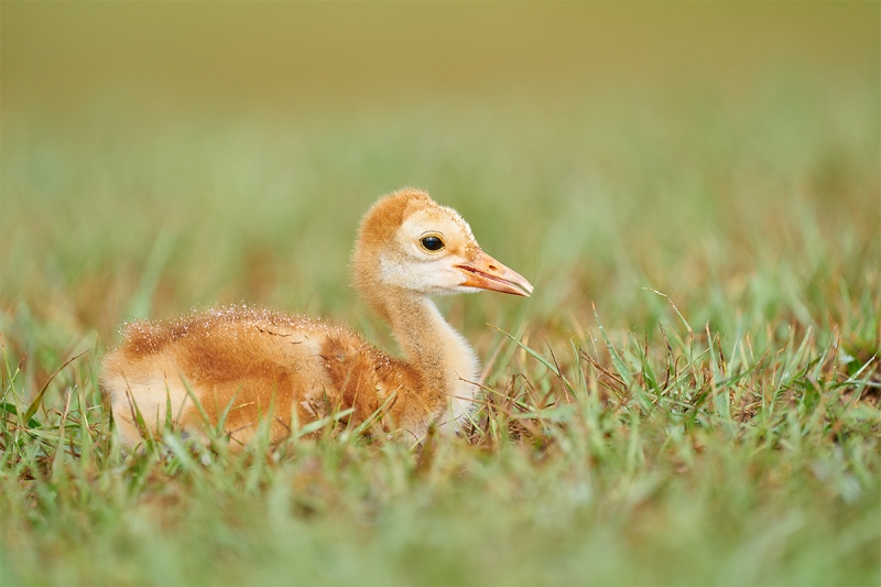 Saandhill-Crane-2-week-old-chick-resting-_A927982-Indian-Lake-Estates-FL-1