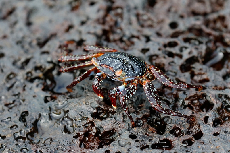 Sally-Lightfoot-Crab-immature-stage-_Y8A0977-North-Seymour-Island,-Galapagos,-Ecuador