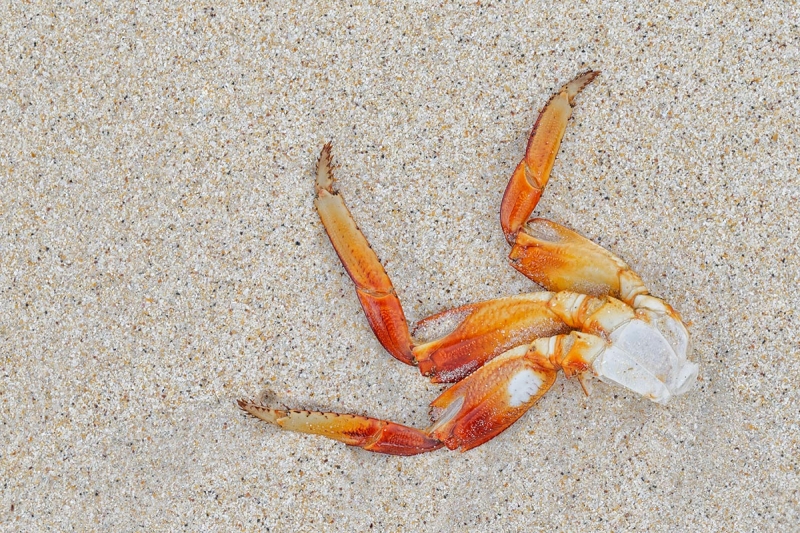 Sally-Lightfoot-Crab-legs-of-carcass-_Y5O0445-Floreana,-Galapagos,-Ecuador