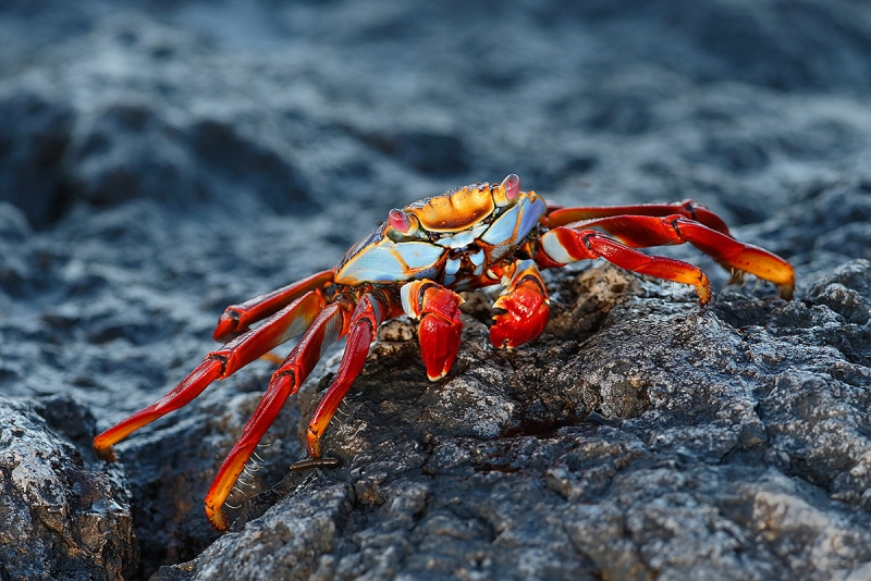 Sally-Lightfoot-Crab-on-lava-rock-_09U2482--South-Plaza-Island,-Galapagos