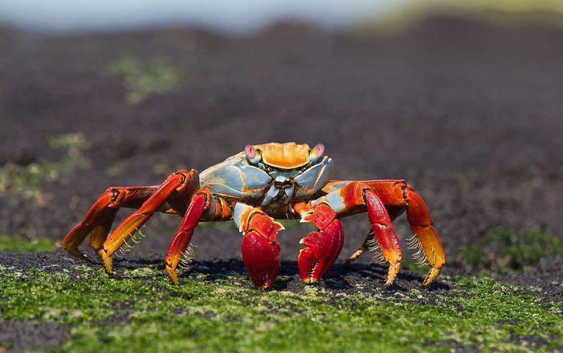Sally-Lightfoot-Crab-on-seaweed-_Y9C7919--Punta-Espinoza,-Fernandina,-Galapagos