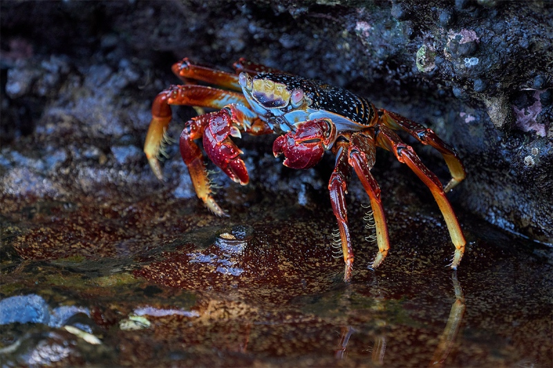 Sally-Lightfoot-Crab-sub-adult-_A7R8898-Punta-Vicente-Roca-Galapagos-1