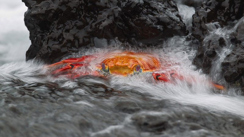 Sally-Lightfoot-crab-Andy-Rouse-inspired-blur-1-30--_W3C6708--Peurto-Egas,-Santiago,--Galapagos