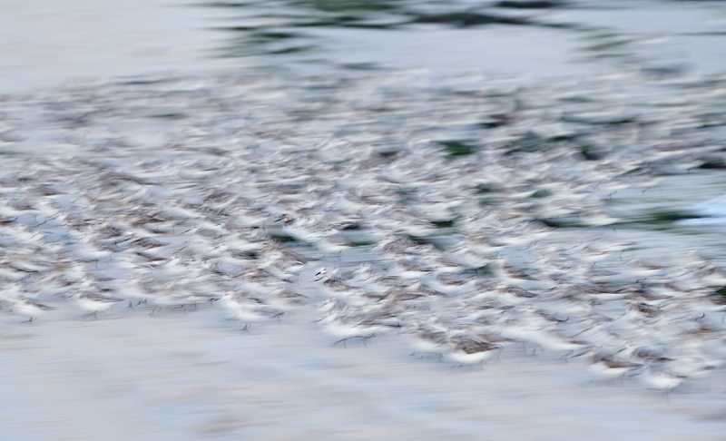 Sanderling-flock-running-_MAI5596Nickerson-Beach-Park-Gilgo-Beach-NY-1