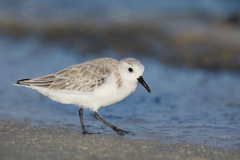 Sanderling-winter-(basic)-plumage-_W5A8504-Fort-DeSoto-Park,-FL-copy