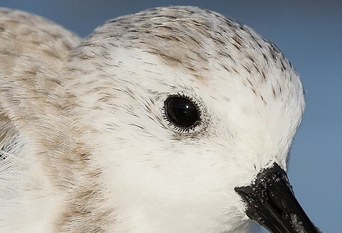 Sanderling-winter-(basic)-plumage-_W5A8504-Fort-DeSoto-Park,-FL