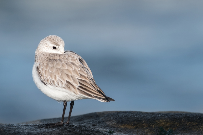 Sanderling-winter-plumage-adult-_DSF2601-La-Jolla,-CA