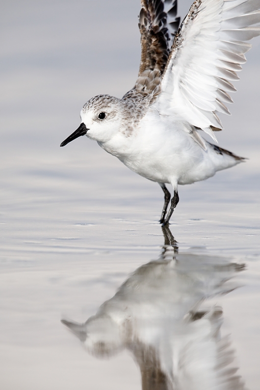 Sanderling-winter-plumage-double-overhead-wingstretch-_28A2121--Fort-DeSoto-County-Park,-FL
