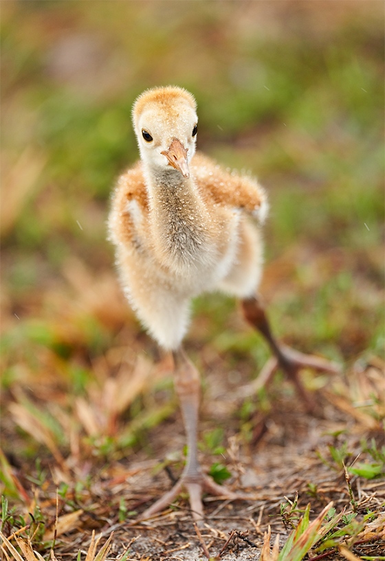 Sandhill-Crane-1-week-old-chick-stretching-_7R40942-Indian-Lake-Estates-FL-1