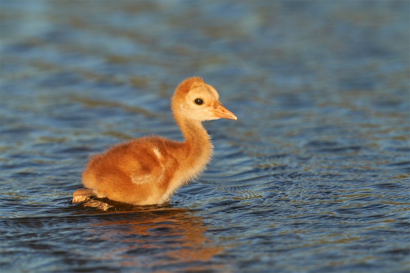 Sandhill-Crane-2-3-day-old-chick-wading-_7R40249-Indian-Lake-Estates-FL-1