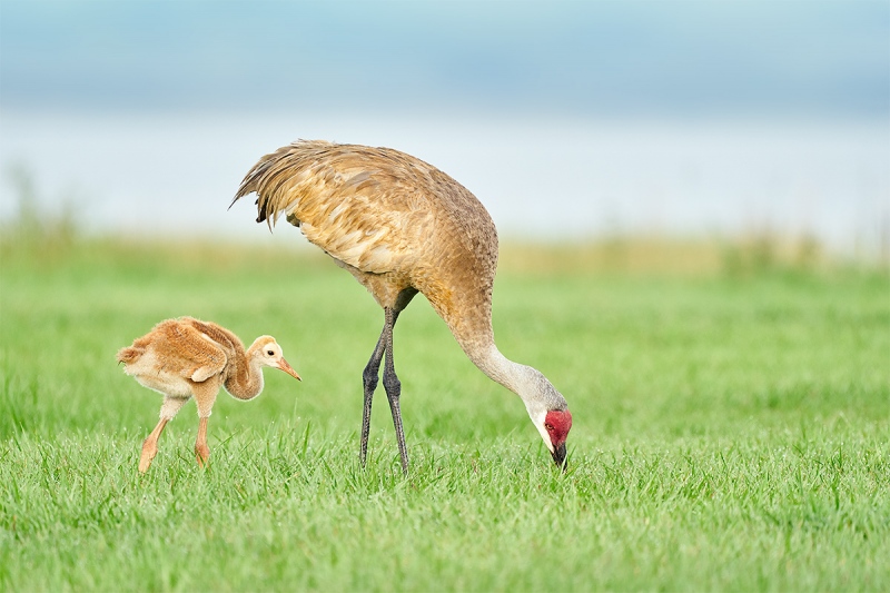 Sandhill-Crane-3-week-old-colt-with-adult-_A9B3023-Indian-Lake-Estates-FL-1