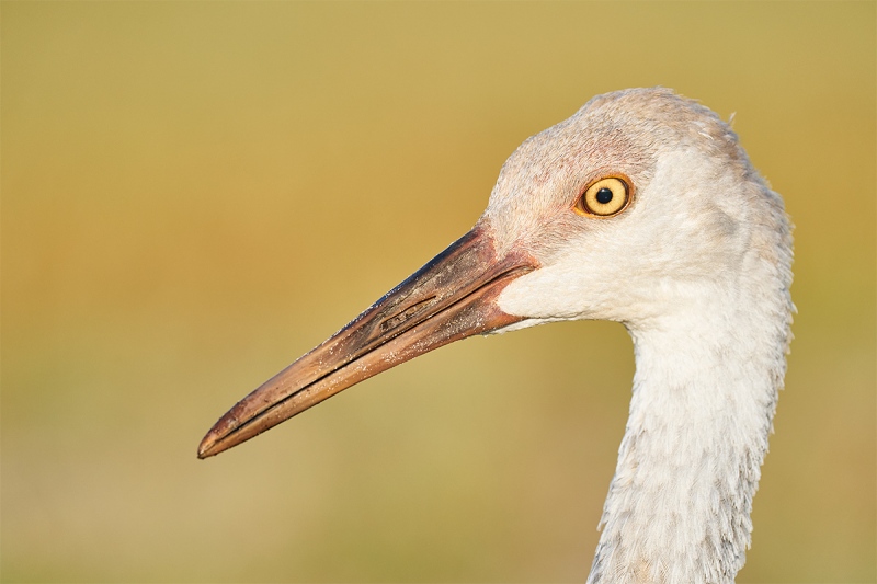 Sandhill-Crane-4-month-old-colt-_A928800-Indian-Lake-Estates-FL-1