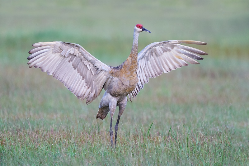 Sandhill-Crane-A-flapping-slowly-_A9B5011-Indian-Lake-Estates-FL-2