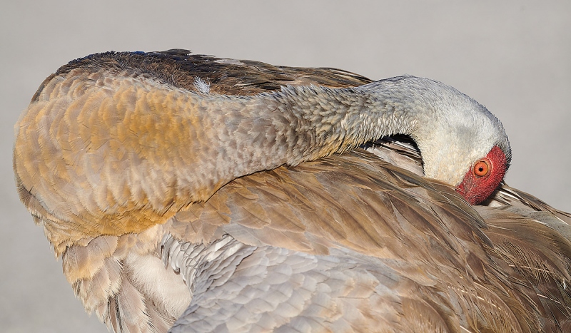 Sandhill-Crane-A-preening-back-pano-crop-_MAI1729-Indian-Lake-Estates-FL-1