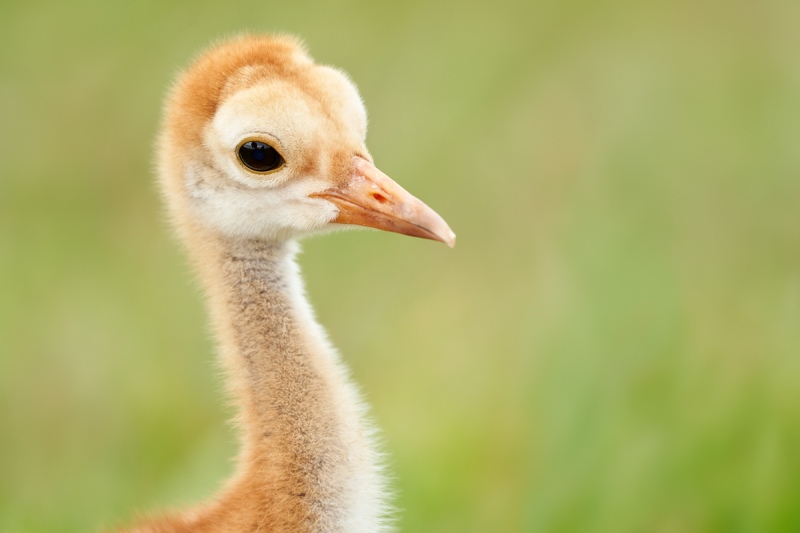 Sandhill-Crane-Mothers-Day-chick-at-1-week-_7R41226-Indian-Lake-Estates-FL-1