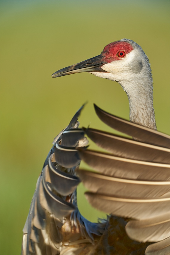 Sandhill-Crane-adult-flapping-in-place-_A9B5470-Indian-Lake-Estates-FL-1