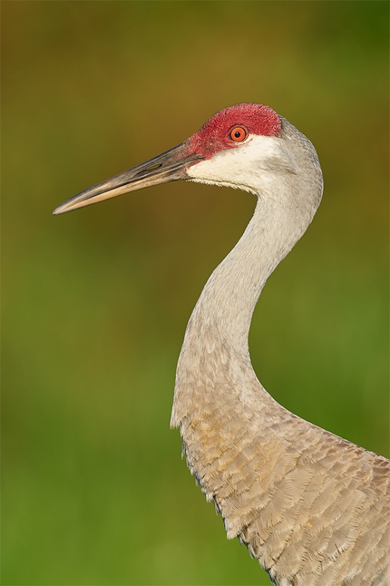 Sandhill-Crane-adult-head-and-shoulders-eye-replaced-_A9B9302-Indian-Lake-Estates-FL-1