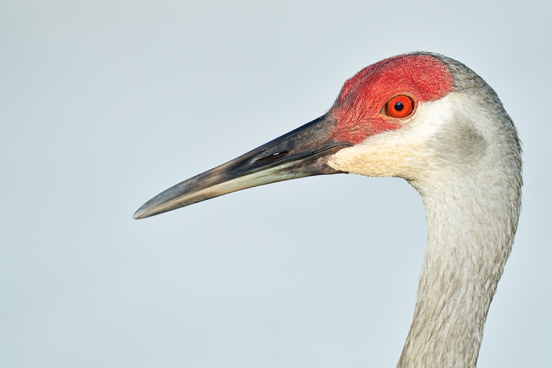 Sandhill-Crane-adult-head-portrait-_7R47155-Indian-Lake-Estates-FL-1