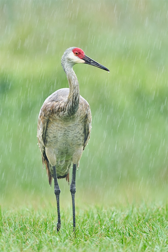 Sandhill-Crane-adult-in-downpour-_A9B0318-Indian-Lake-Estates-FL-1