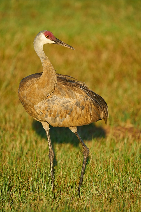 Sandhill-Crane-adult-in-early-morning-light-_A9B4230-Indian-Lake-Estates-FL-1