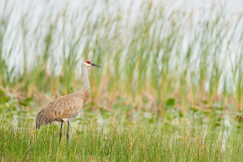 Sandhill-Crane-adult-in-marsh-grasses-_7R49037-Indian-Lake-Estates-FL-1