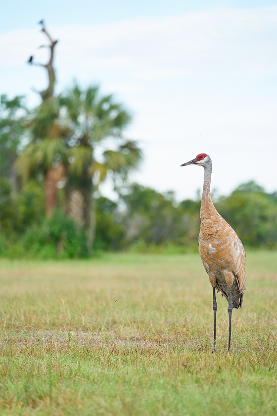 Sandhill-Crane-adult-vulture-tree-_A9B5613-Indian-Lake-Estates-FL-1