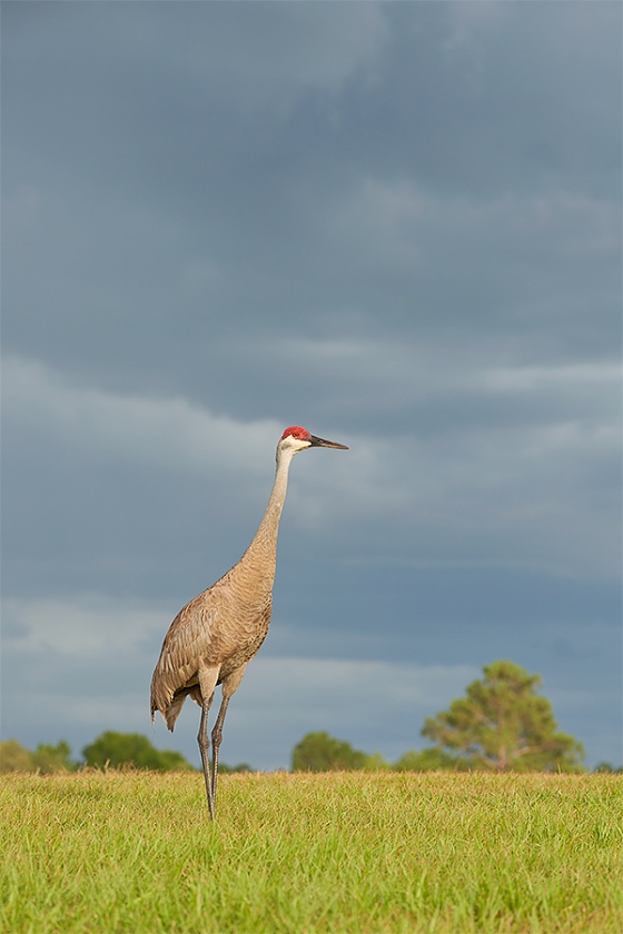 Sandhill-Crane-afternoon-storm-clouds-A-_7R41360-Indian-Lake-Estates-FL-1