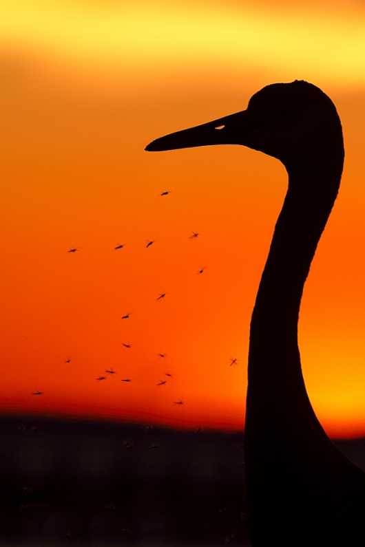 Sandhill-Crane-and-midges-_P3A9172--Indian-Lake-Estates,-FL