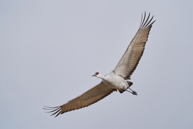 Sandhill-Crane-angled-bank-flight-1200mm-_A923829-Bosque-del-Apache-NWR-San-Antonio-NM-1