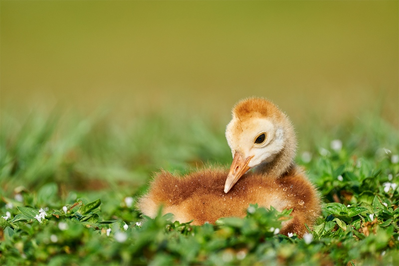 Sandhill-Crane-chick-1-week-old-resting-_A928007-Indian-Lake-Estates-FL-1