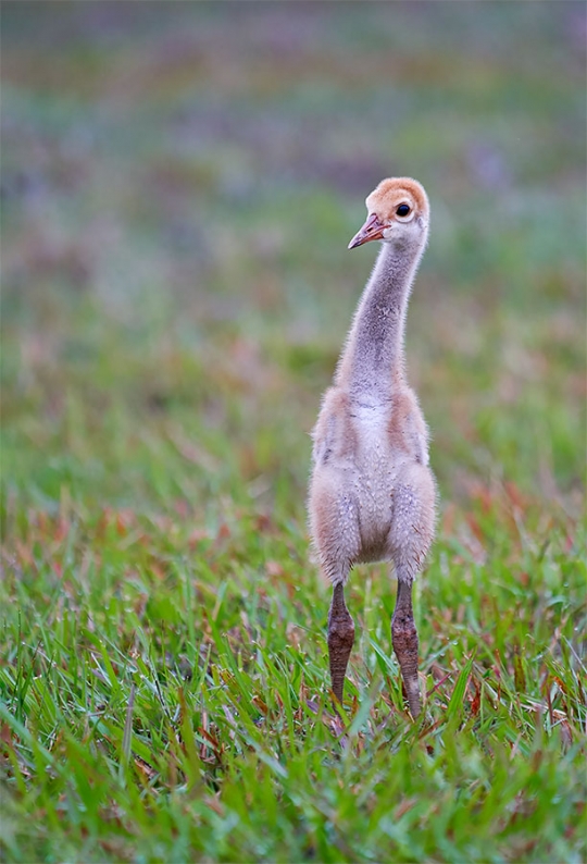 Sandhill-Crane-chick-2-weeks-old-NR-&-NIK-_A9A8195-Indian-Lake-Estates,-FL-1