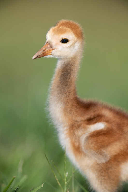 Sandhill-Crane-chick-_BUP9360Indian-Lake-Estates,-FL