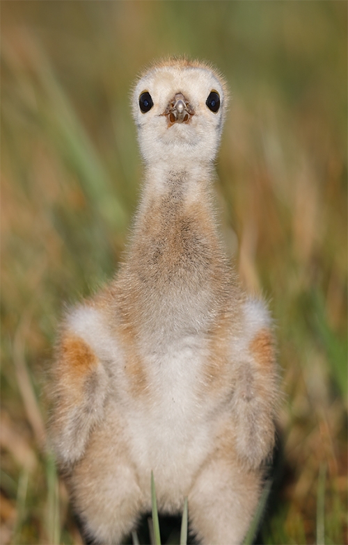 Sandhill-Crane-chick-about-1-week-old-_W5A2019-Indian-Lake-Estates,-FL