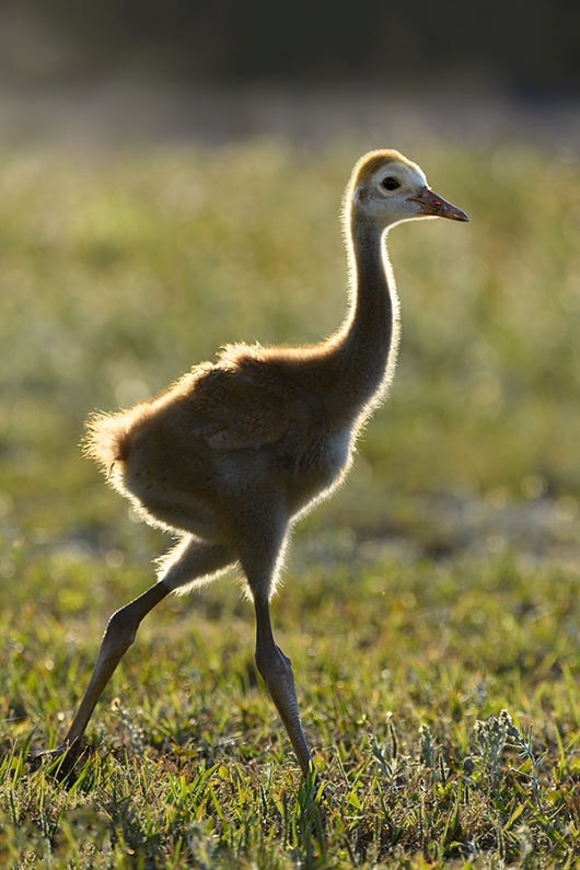 Sandhill-Crane-chick-backlit-_DSC0408--Indian-Lake-Esates,-FL