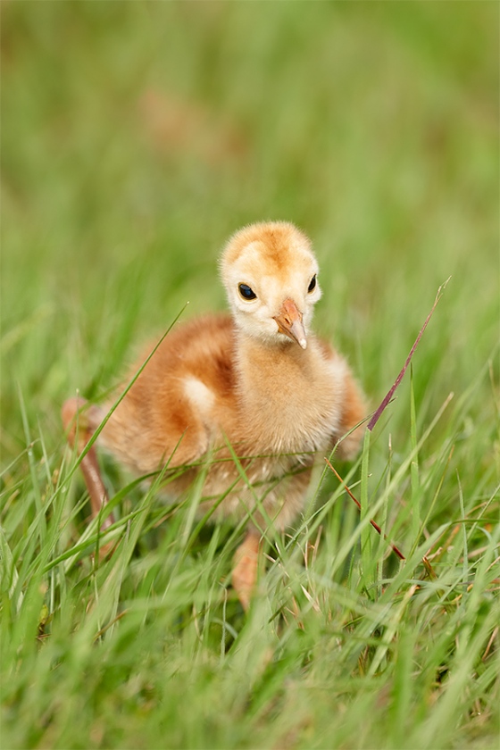 Sandhill-Crane-chick-days-old-_7R41809-Indian-Lake-Estates-FL-1